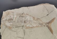 At the Museum of Prehistory in Nardò for a step back in time Museo della Preistoria