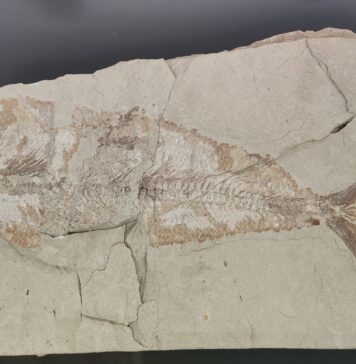 At the Museum of Prehistory in Nardò for a step back in time Museo della Preistoria