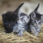 kittens-3535404_960_720
