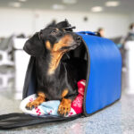 Funny dachshund dog, black and tan, in his travel blue bag cage at the airport. Pet in cabin. Traveling with dogs concept