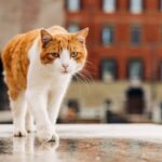 Gatto