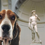 PittiPets