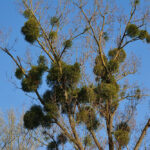 2 vischio alberi_0