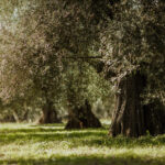 Campagna-32