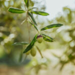 Campagna-39
