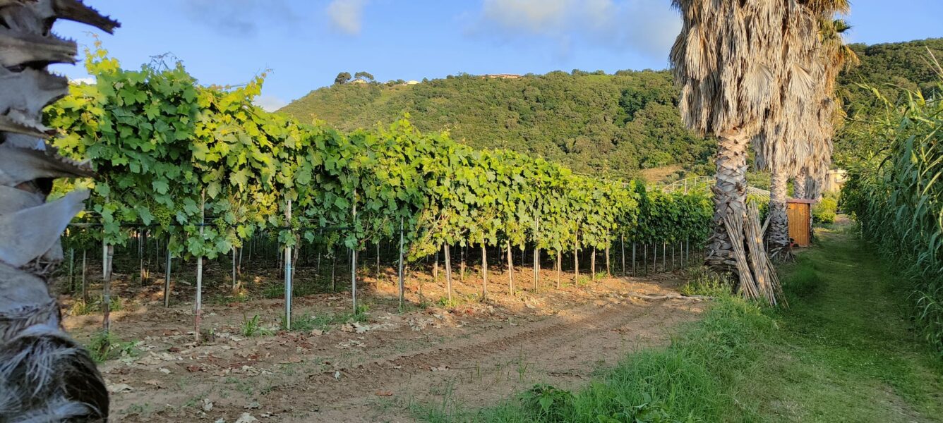 Furchì Wine