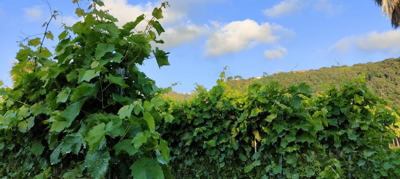 Furchì Wine