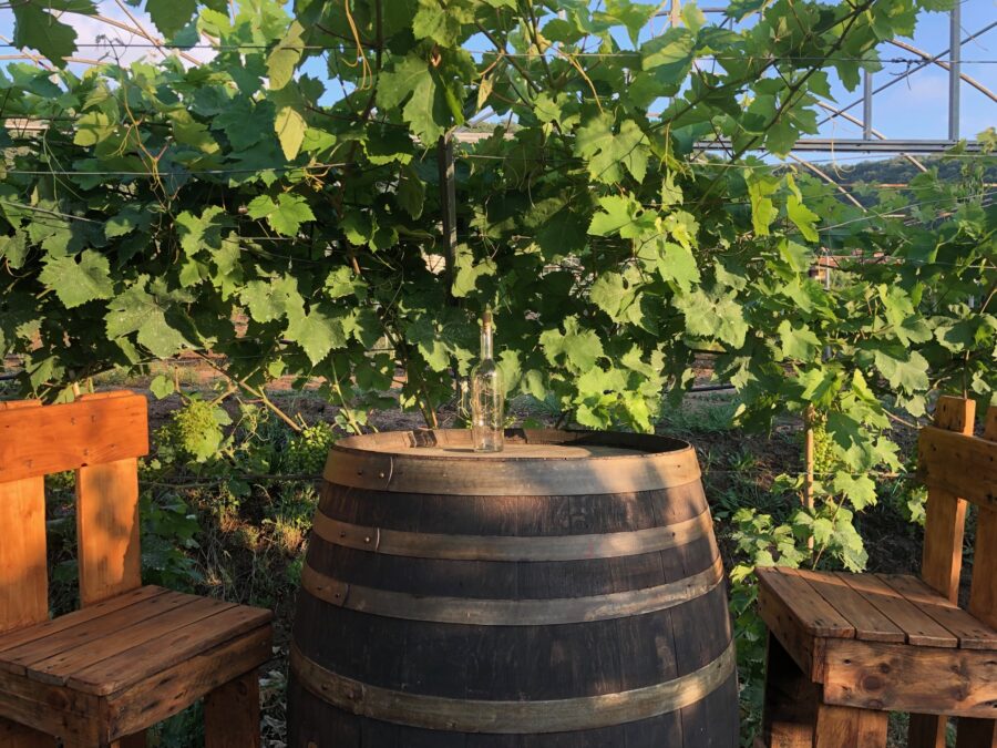 Furchì Wine