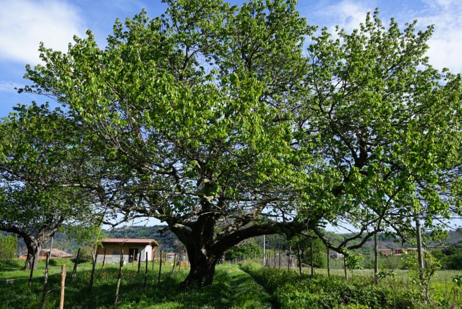 Locanda San Fantino