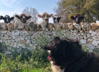 Otto e le… mucche! mucche