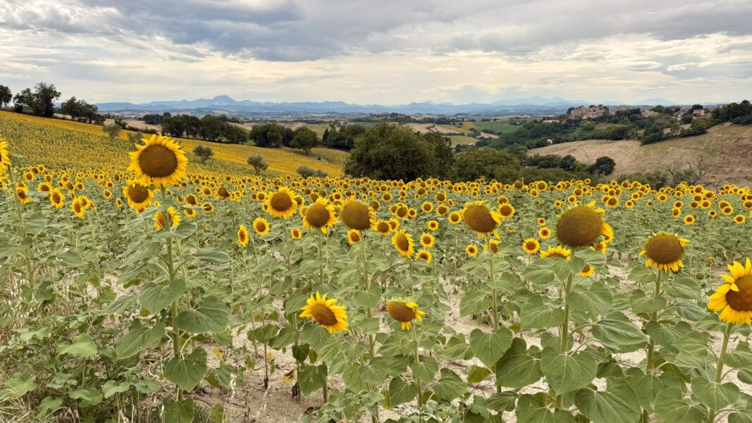 Marche