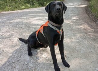 Il labrador Ippolito, lo “sniffer dog” Labrador